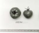 Click for 1 image(s) for this accession. FRUIT